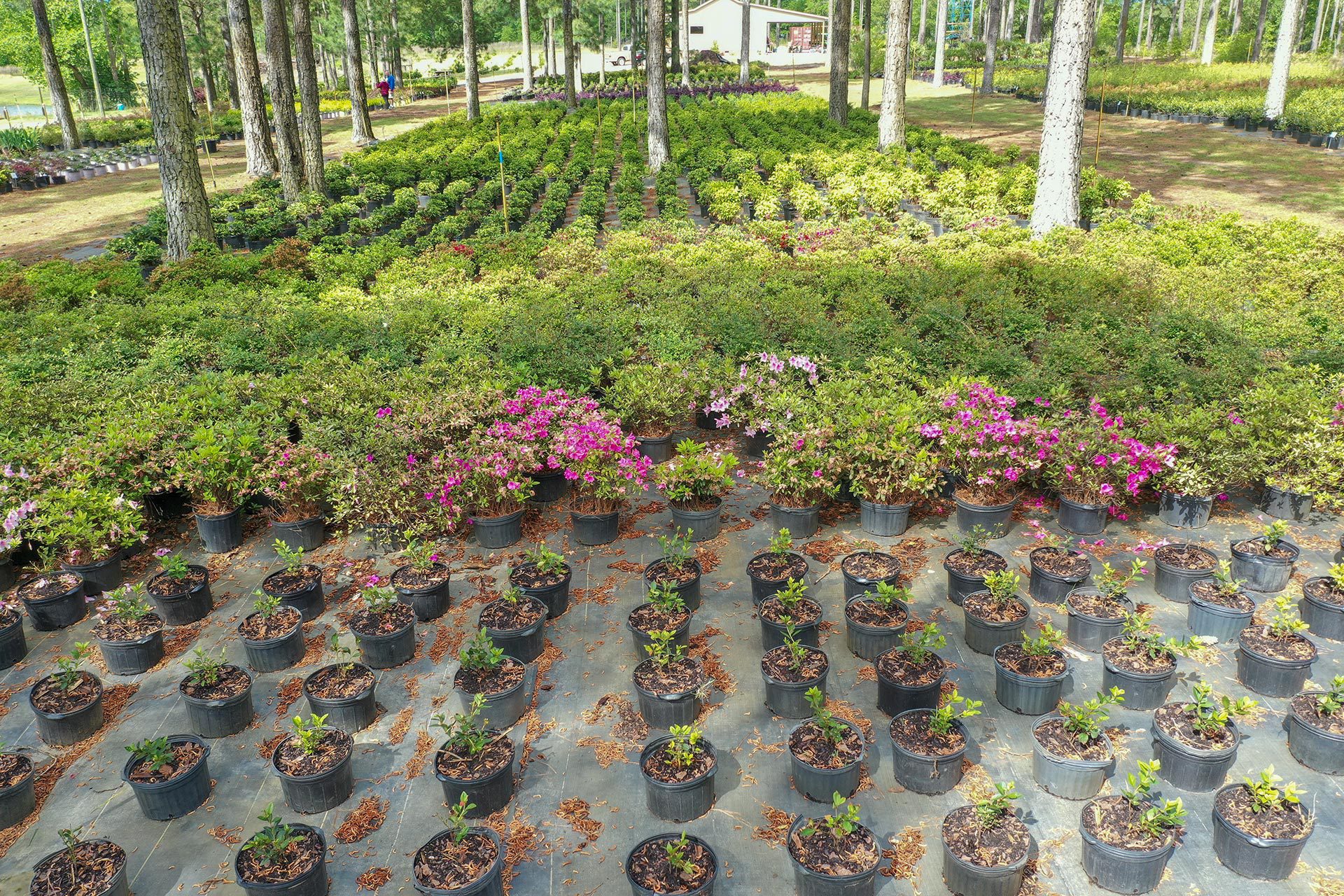 Beautify Your Yard - Shop at Our Retail Plant Nursery