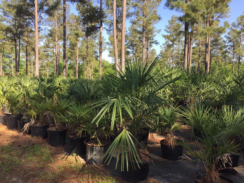 Elliott's Nursery | Kershaw, SC | plants for sale